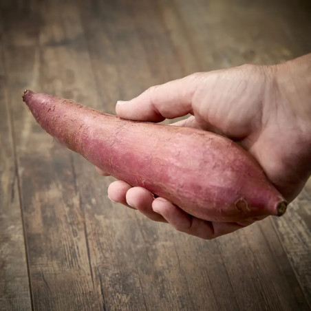 Beniharuka Sweet Potato (IpoMoea Batata) Chiba Prefecture