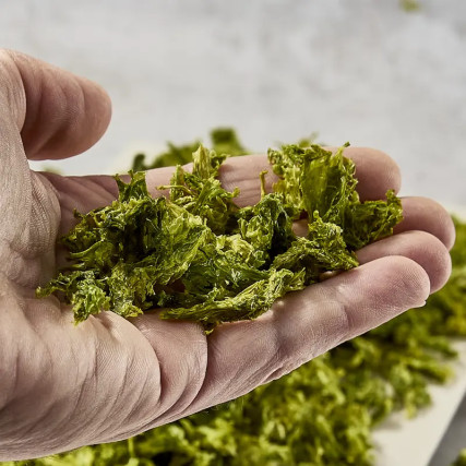 Isewan aosanori de Mie Premium 