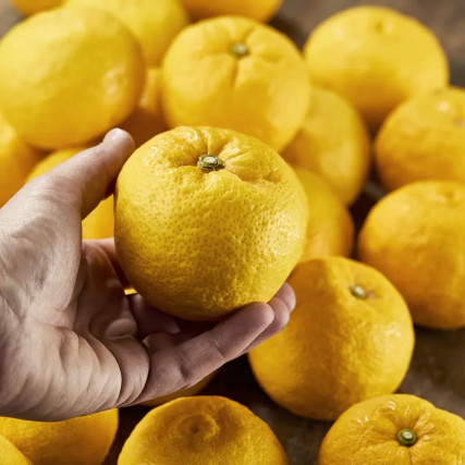 Schors van 2 yuzu geel