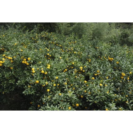 Corteza de 2 yuzu amarillo