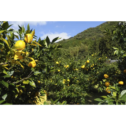 Corteza de 2 yuzu amarillo