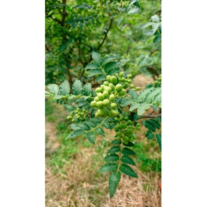 Soulho soulho beries