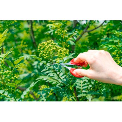 Soulho Soulho Beries