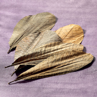 Suszone liście magnolii