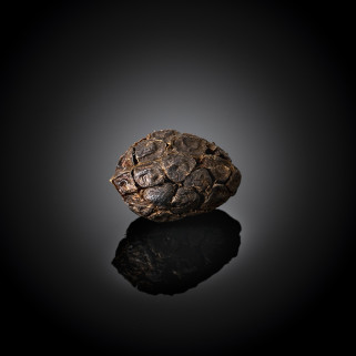 Graines de Cardamome noire