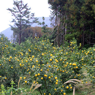Torrefied sezamová semena příchuť Yuzu Kosho