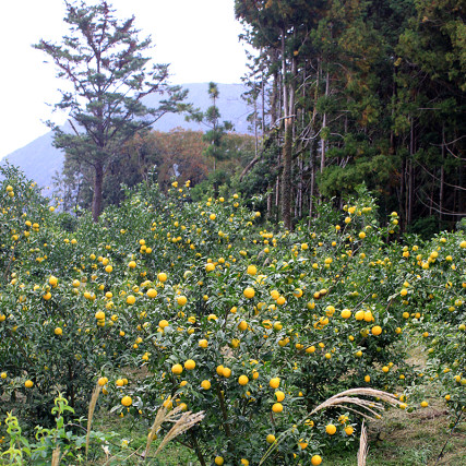 Torrefied Sésamo Semillas SABOR YUZU KOSHO