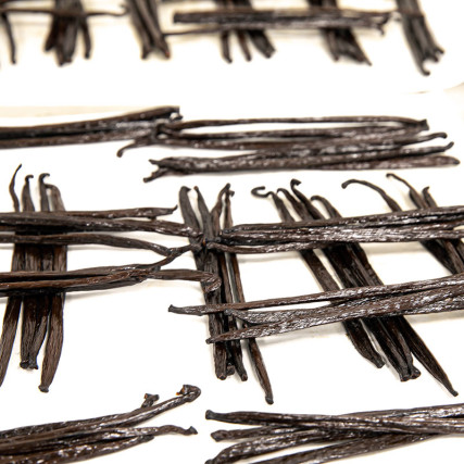 Vanilla gourmet non divisa Planifolia