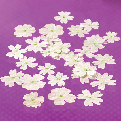 Dried verbena flowers