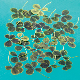 Dried edible 4 leaves clover