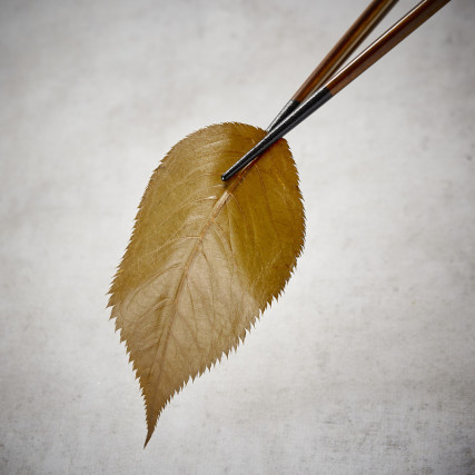 Feuilles de cerisiers sakura Fleurs & feuilles