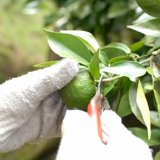 Yuzu Kosho verde dulce