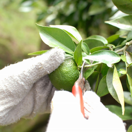 Yuzu kosho groen groen