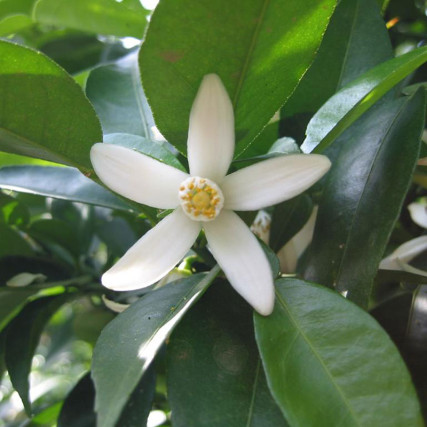 Yuzu Kosho παραδοσιακό κόκκινο