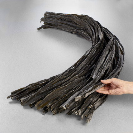 Hida Kombu Kombu Alger Kombu