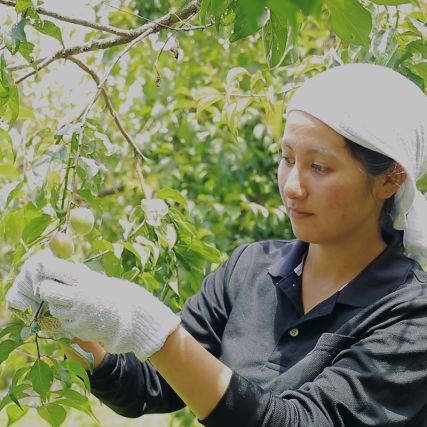 Willen Tsuru-ume in Yuzu