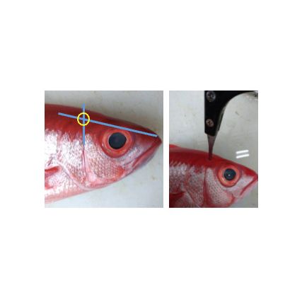 Tsumoto kit for fisk og slag for fisk slakting