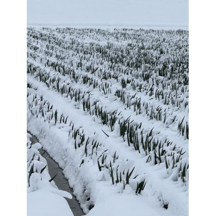 Бану сос Вегански тара с Toyama Cuble