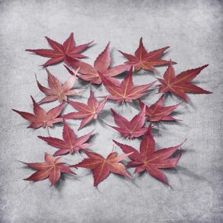 Japońskie liście klonowe suszone Momiji