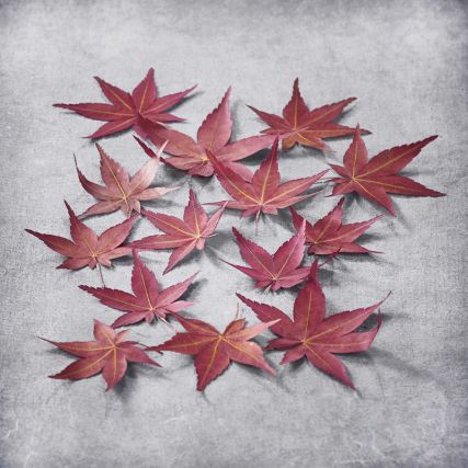 日本のカエデの葉を乾燥させた