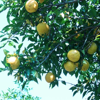 Olio di riso yuzu e onore