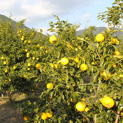 Japanisch vinaigrette mit wasabi und yuzu