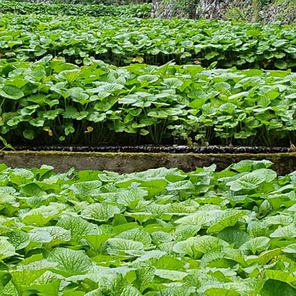 Japanilainen vinigretti Wasabi ja Yuzu