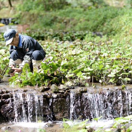 Risolje i Hon'wasabi