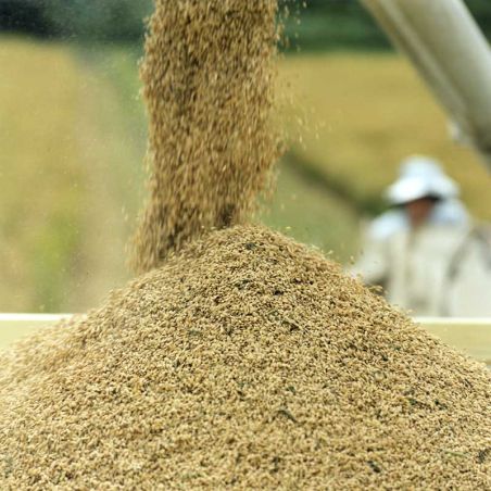 Sake masuizumi daiginjo kobuki