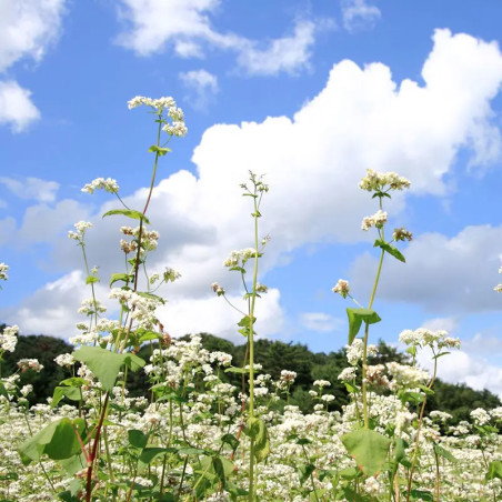 Roasted buckwheat flakes