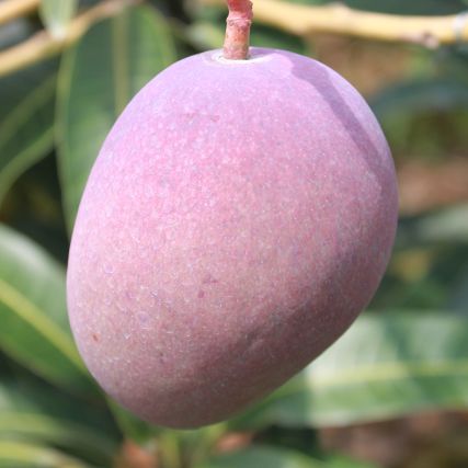 Condimento com vinagre de arroz e ume ameixa