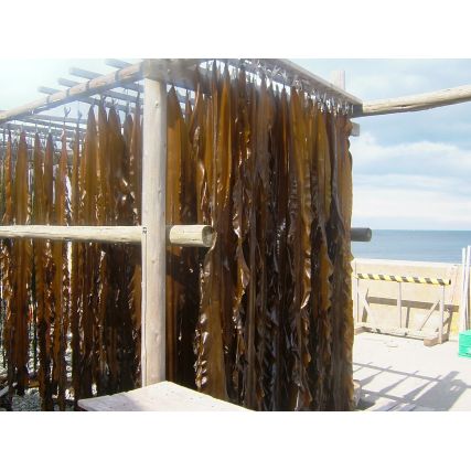 Моят Комбу де Широкучихама (Hokkaido) 22,510 cm 300g