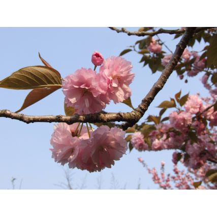 Sakura Sakura Cerish nahka 