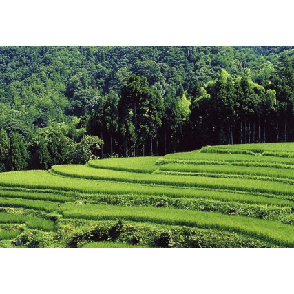 Genmai Fuji Genmai Rice Vinagre