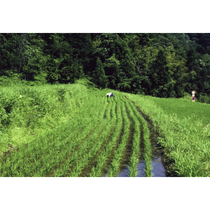 Genmai Fuji Genrai ryžių actas