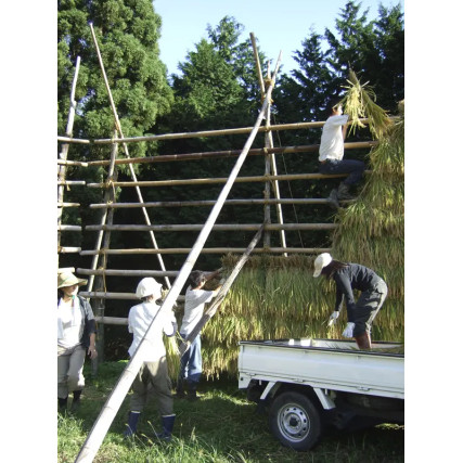 Genmai Fuji Genmai Rice eddik