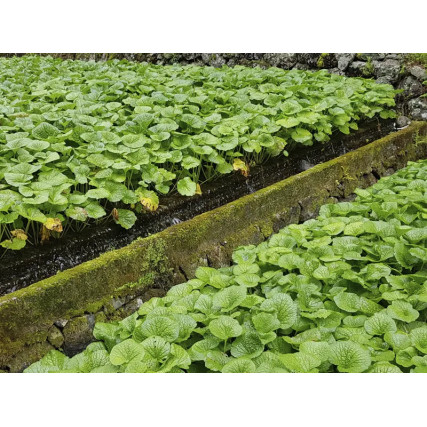 Premium Hon'Wasabi paste