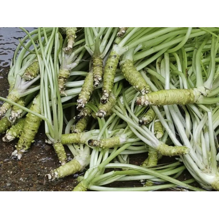 Pasta de hon-wasabi prémium