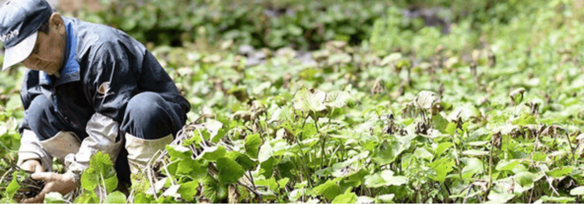 WASABI CULTURE (2).png