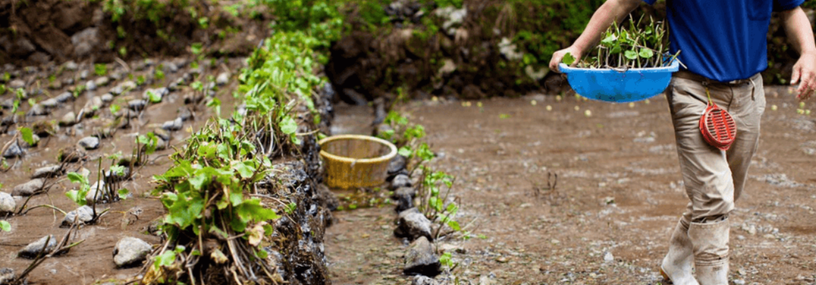 WASABI CULTURE (3).png